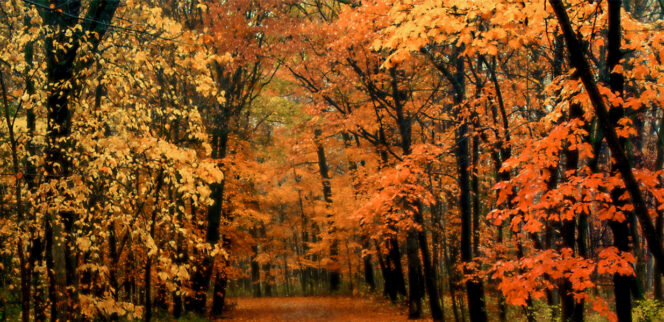 Waldlaeufer-Favoriten-HW21-1348×599