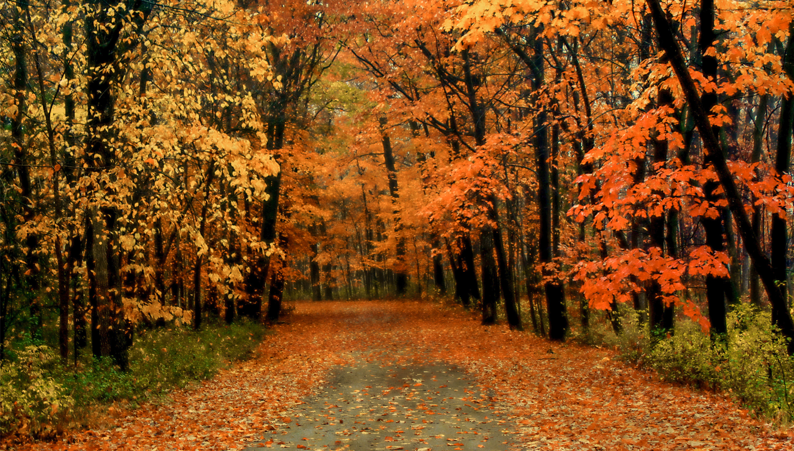 Waldlaeufer-Favoriten-HW21-1600×909